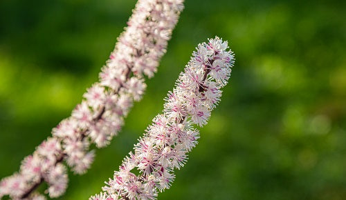 Beneficios de la cimicífuga en la menopausia