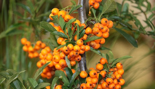Propiedades del espino amarillo para la mujer