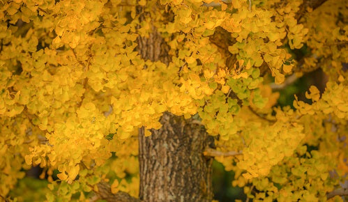 Beneficios del ginkgo biloba en el hombre