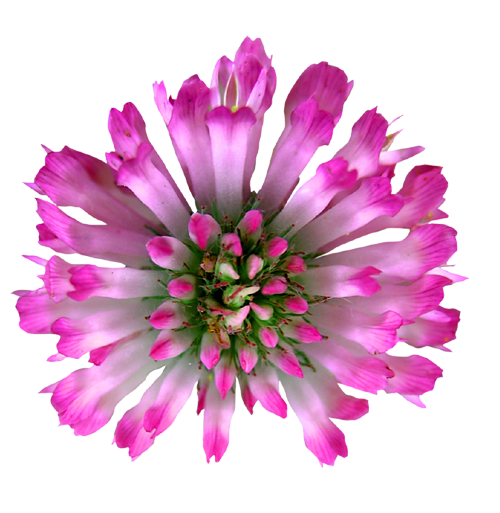 Antisépticos vaginales y microbiota: por qué pueden empeorar la salud íntima femenina