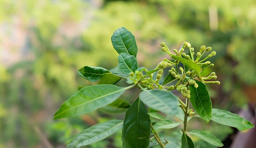 ¿Qué es la Ashwagandha y por qué se considera adaptógena?