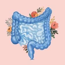 Menopausia, microbiota y estrógenos: qué papel juegan los sulfatos y cómo puede influir tu intestino en tus hormonas