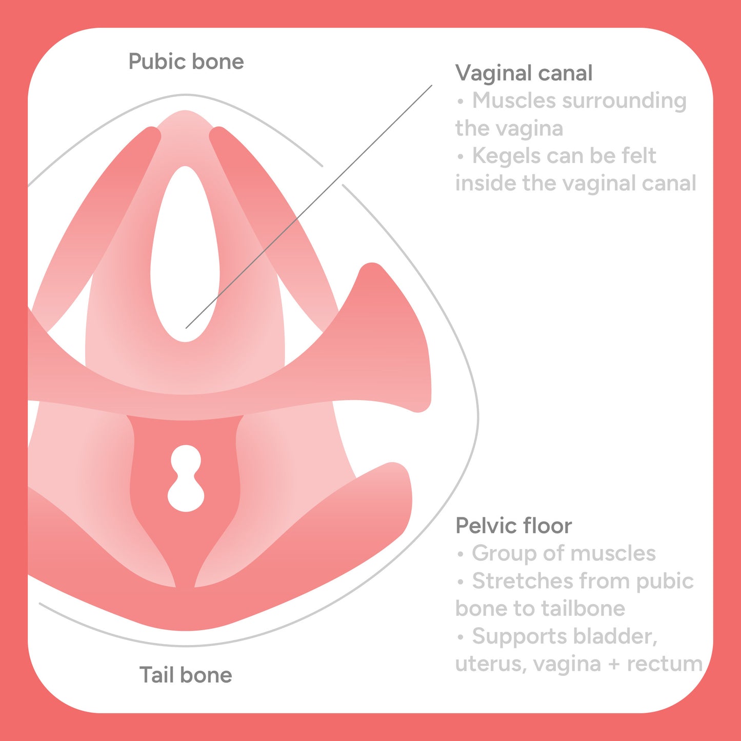 Pelvic Partner – Entrenador de Suelo Pélvico